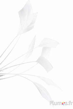 Oca freccia - 10-15 cm - bianco